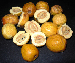 Chuan Lian Zi - China Berry Fruit - Meliae Toosendan Fructus
