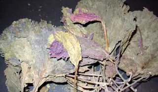 Zi Su - Purple Pernillia Leaf